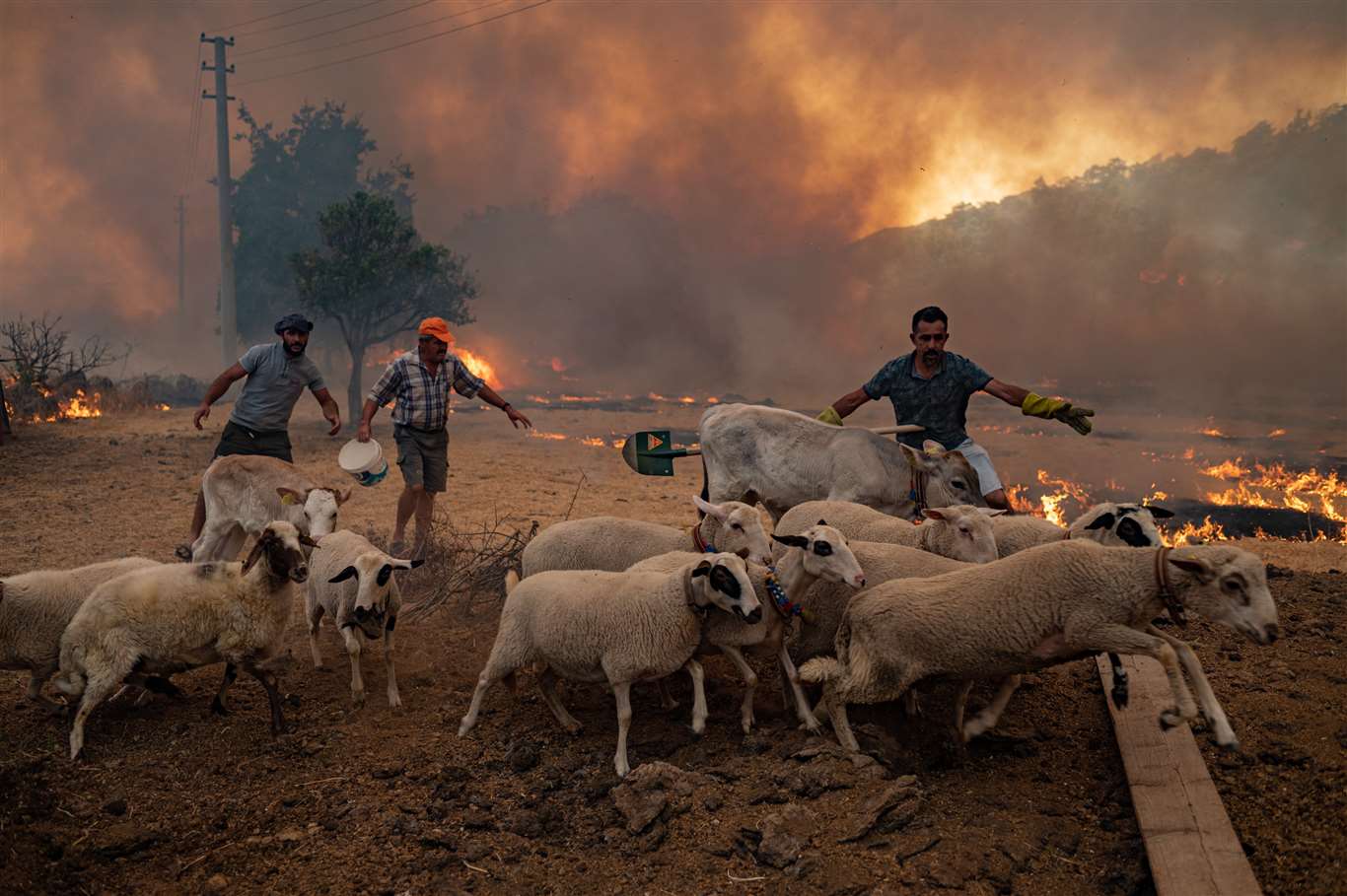    WWF-Türkiye'den çağrı: 